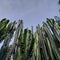 the cactus plant Cereus peruvianusÂ which reminds you of a cowboy movie.  Posture tall, equipped with thorns along the plant line